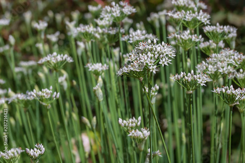 Small white flowers on thin green stalks