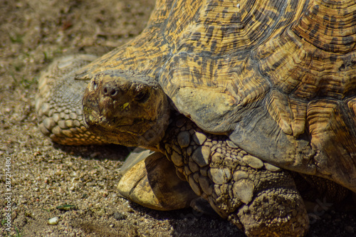 Tortuga gigante