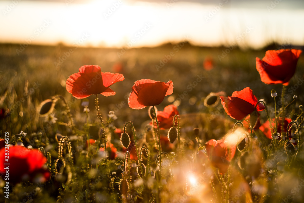 Obraz premium Poppies