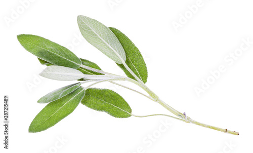 twig of fresh sage (salvia officinalis) isolated