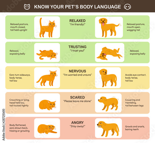 Cat and dog body language
