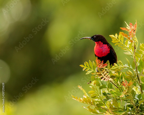 Scarlet-Chested Sunbird, Uganda, Africa