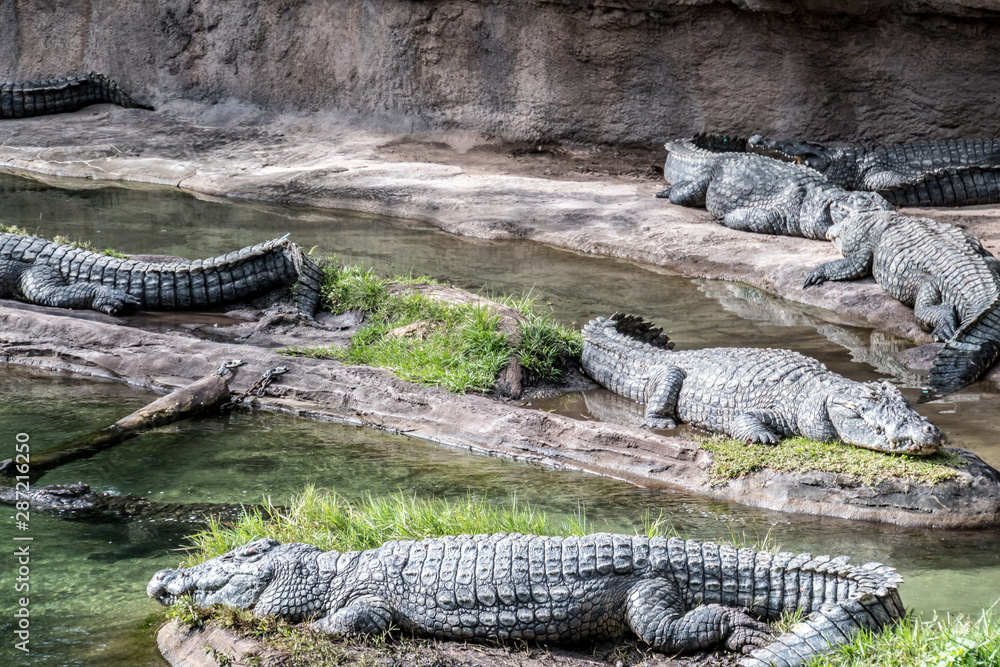 Obraz premium Florida exotic wildlife along the Coast, the Swamps and even at Animal Kingdom 