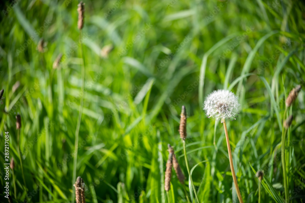 Dandelion clock seed head in grass Dandelion clock seed head in grass