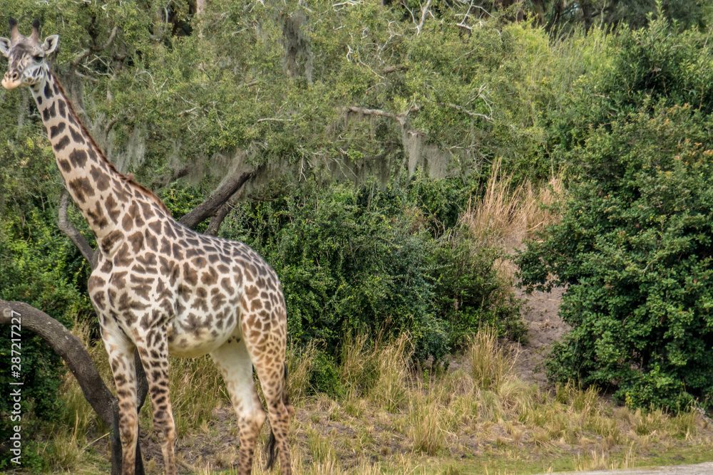 Florida exotic wildlife along the Coast, the Swamps and even at Animal Kingdom Florida exotic wildlife along the Coast, the Swamps and even at Animal Kingdom