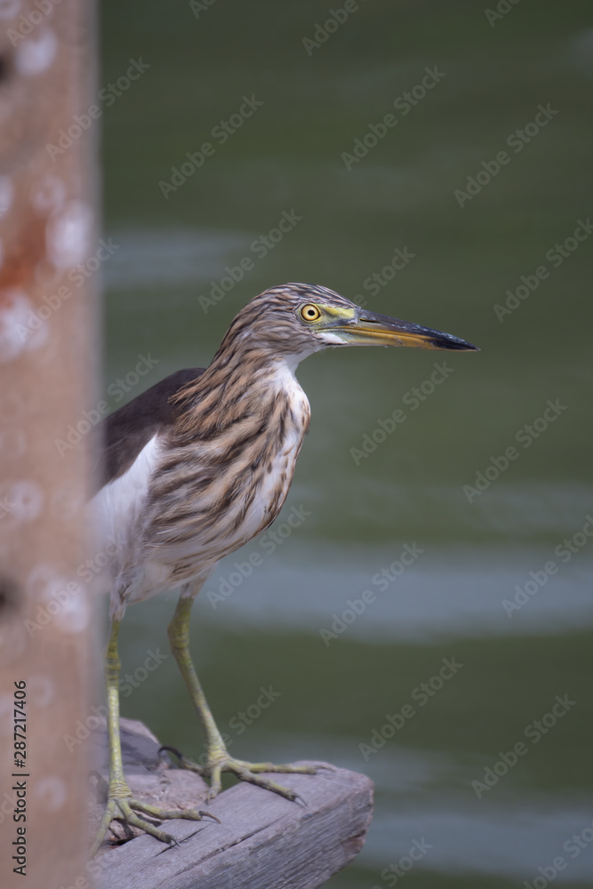 The Chinese Pond Heron bird. On a light green background The Chinese Pond Heron bird. On a light green background