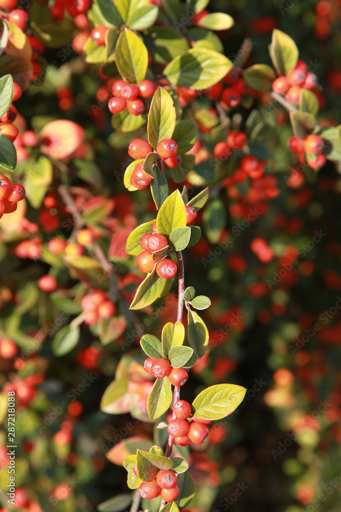 Cotoneaster franchetii Cotoneaster franchetii