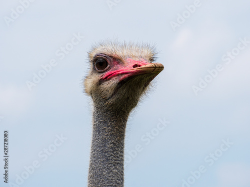 Ostrich Head close-up