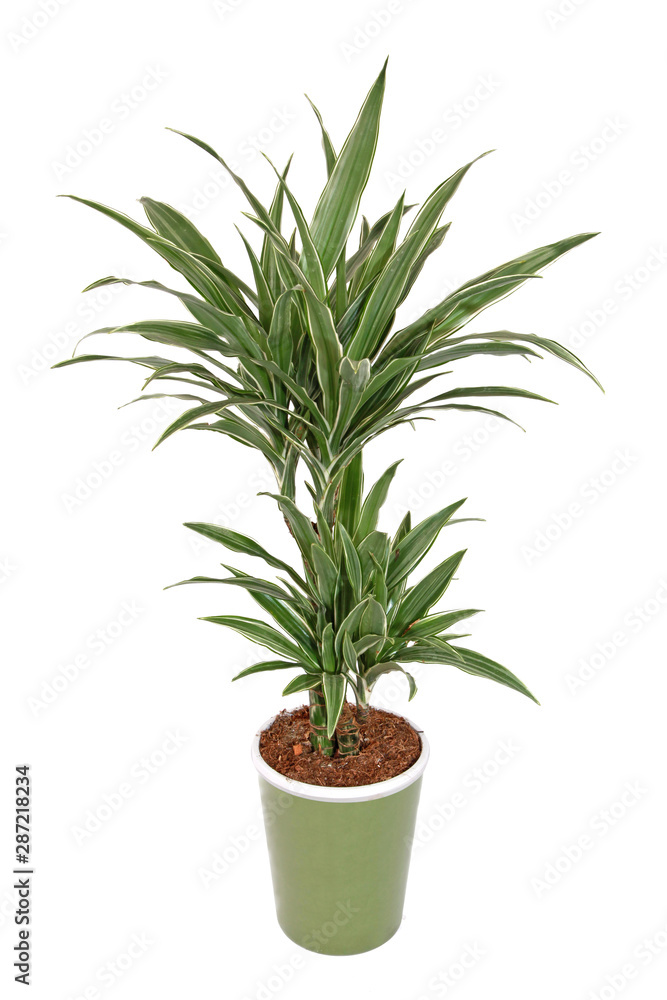 Fototapeta premium Dracaena