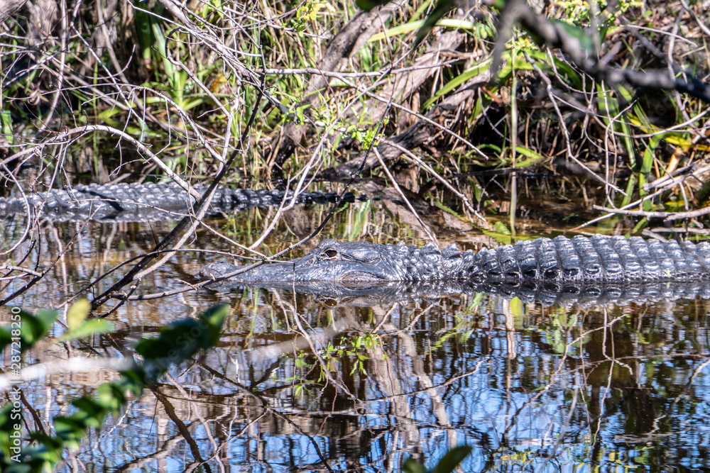 Florida exotic wildlife along the Coast, the Swamps and even at Animal Kingdom Florida exotic wildlife along the Coast, the Swamps and even at Animal Kingdom