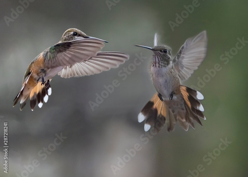 Broad-tailed Hummingbird (selasphorus platycercus) Face-off © Jim