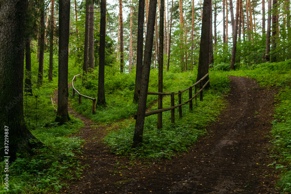 Fototapeta premium footpath with railing in a hilly forest