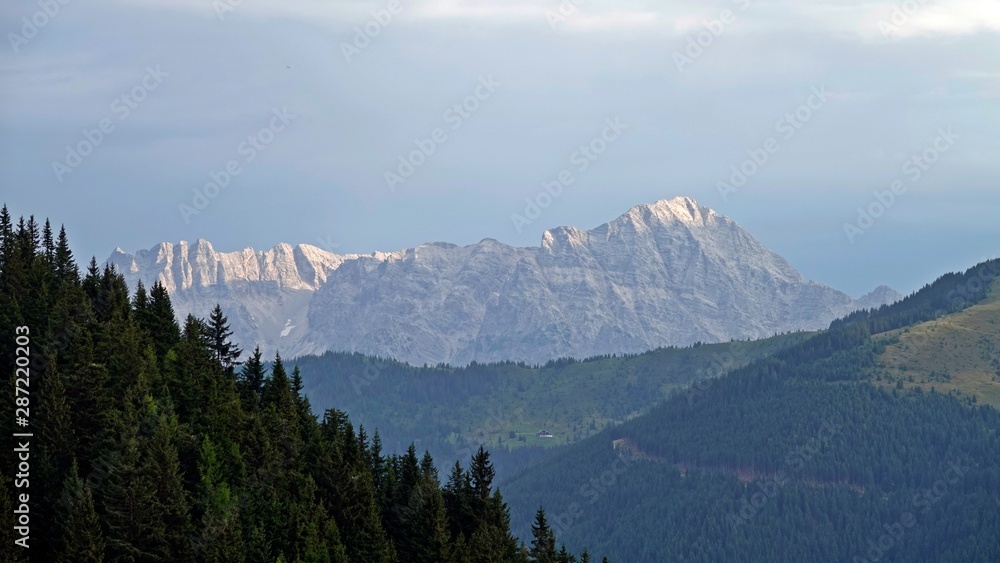 beautiful view to the alps with spruce forest in the foreground