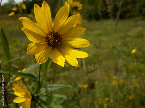 Yellow Flower in Field