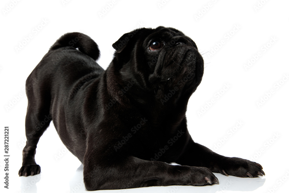 Obraz premium Curious black pug looking upwards with its mouth closed
