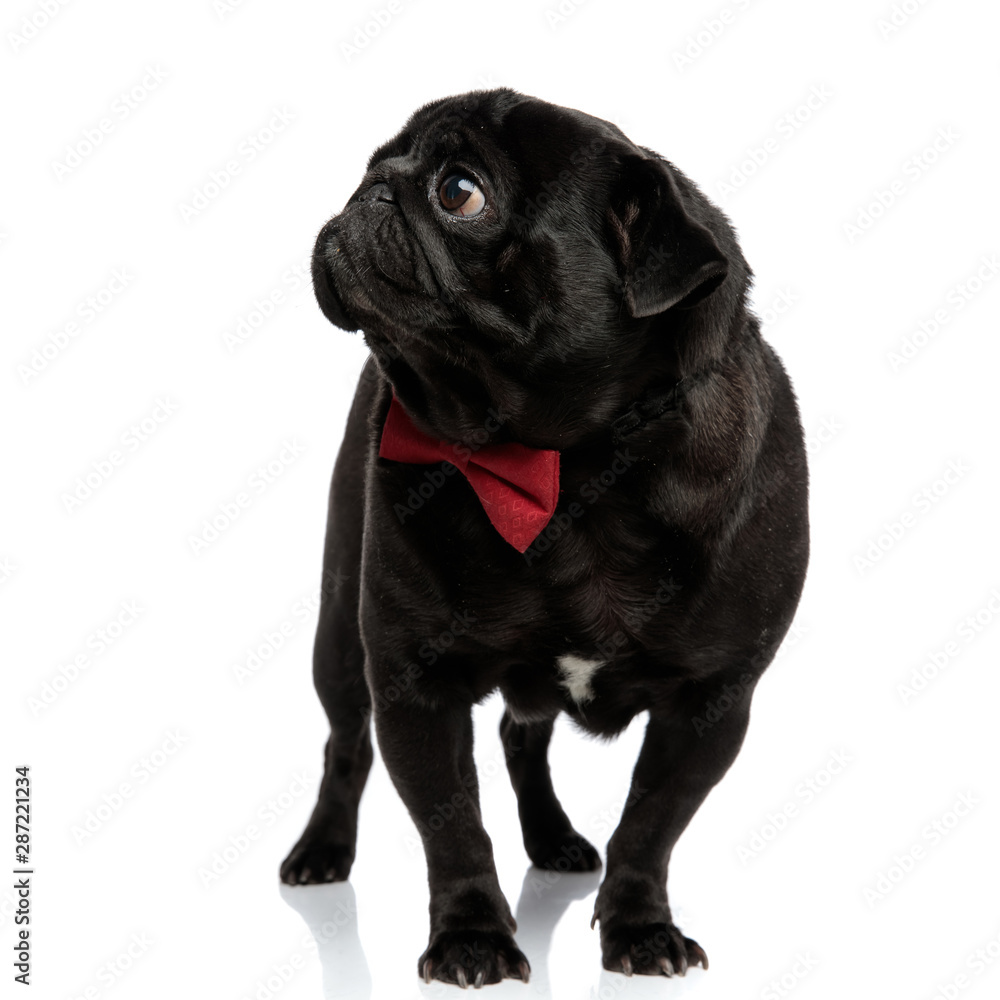 Mystified pug curiously looking to the side Mystified pug curiously looking to the side