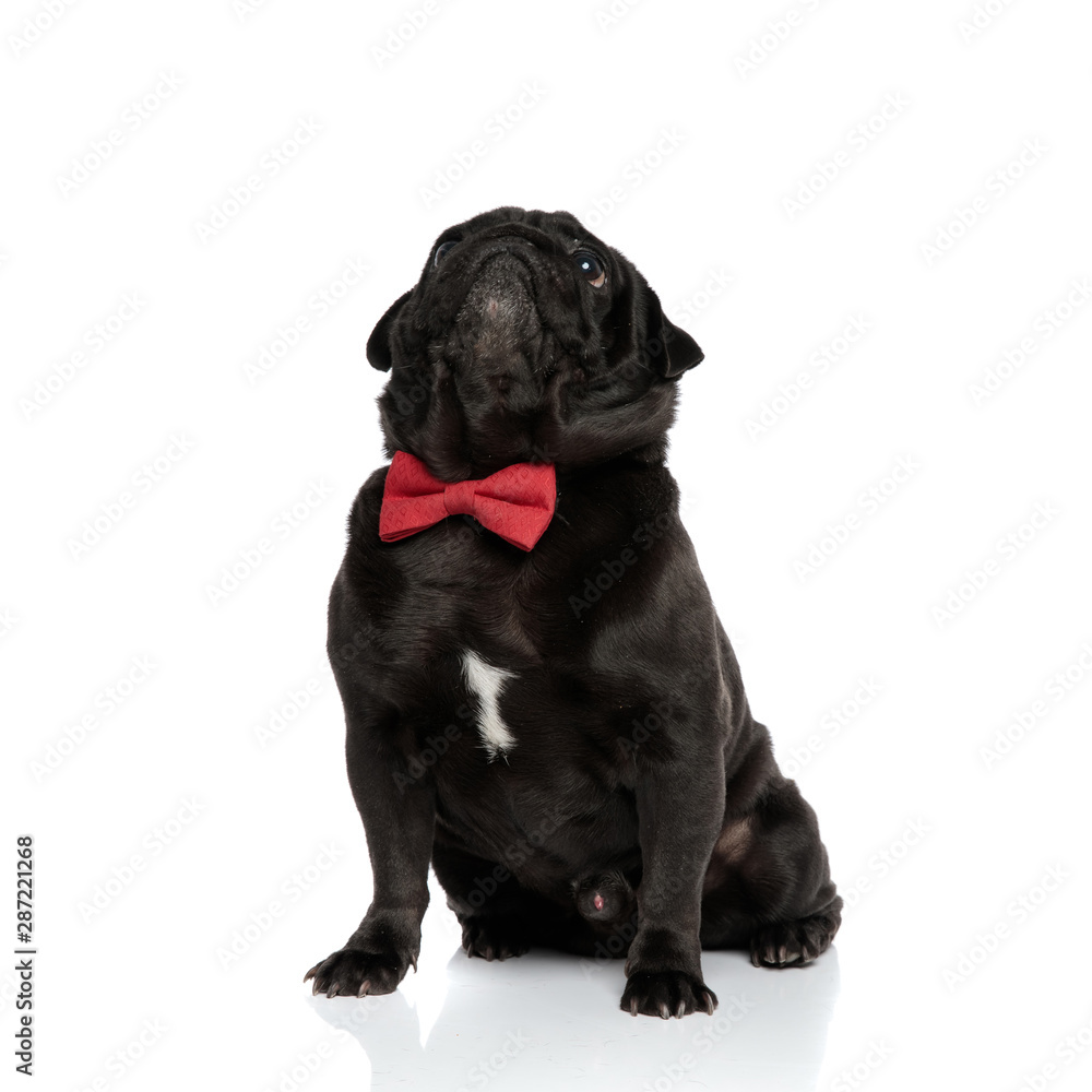 Eager pug curiously looking upwards and begging Eager pug curiously looking upwards and begging