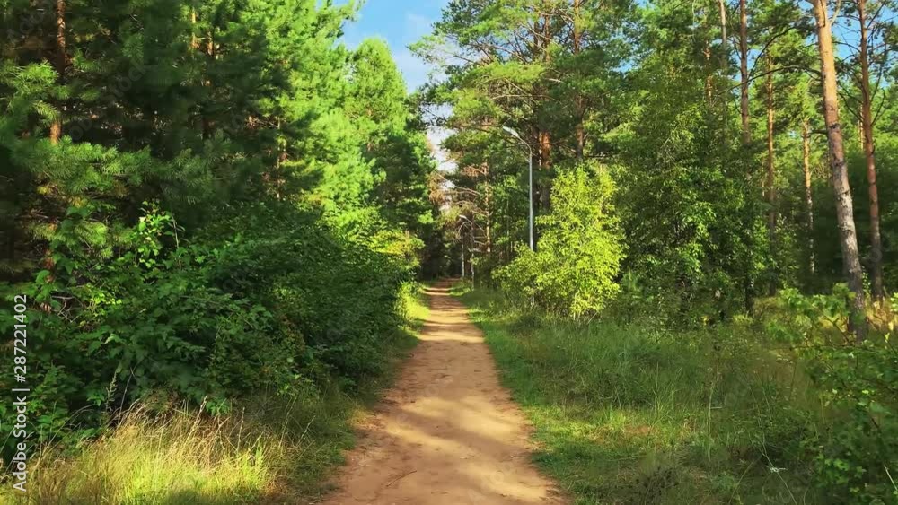 Walking in a pine green forest on a sunny day. The sun's rays pass through trees. Magical forest Walking in a pine green forest on a sunny day. The sun's rays pass through trees. Magical forest