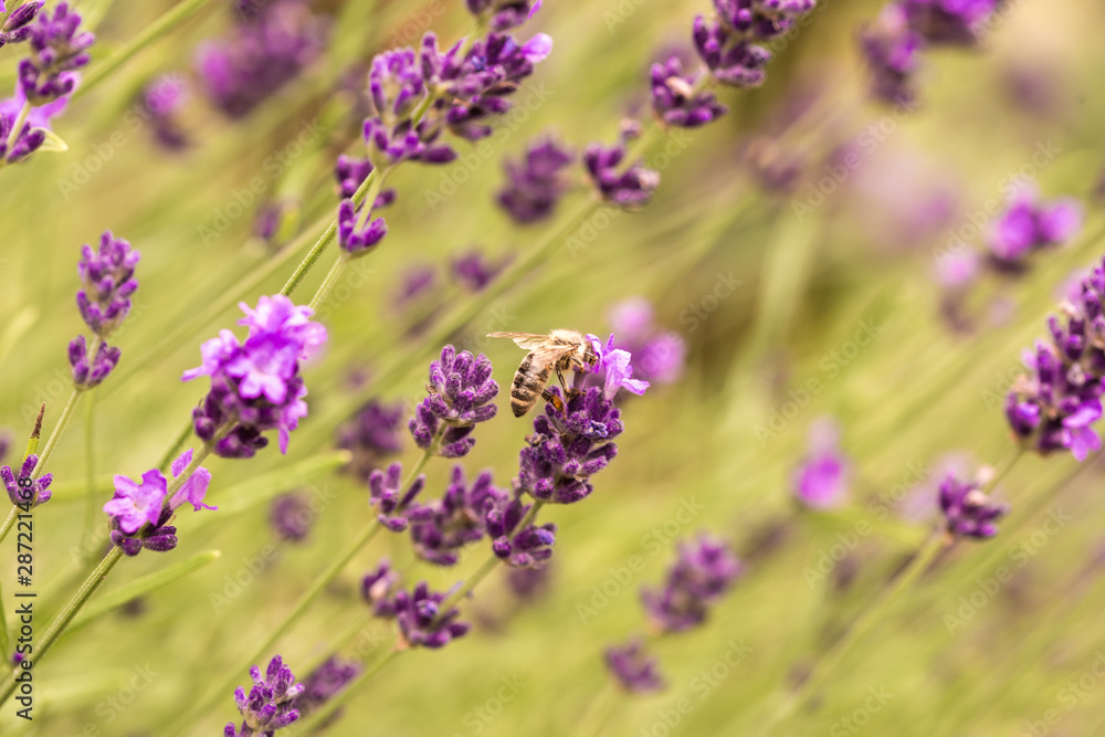 Fototapeta premium Close up Bushes of lavender purple aromatic flowers at lavender field in summer