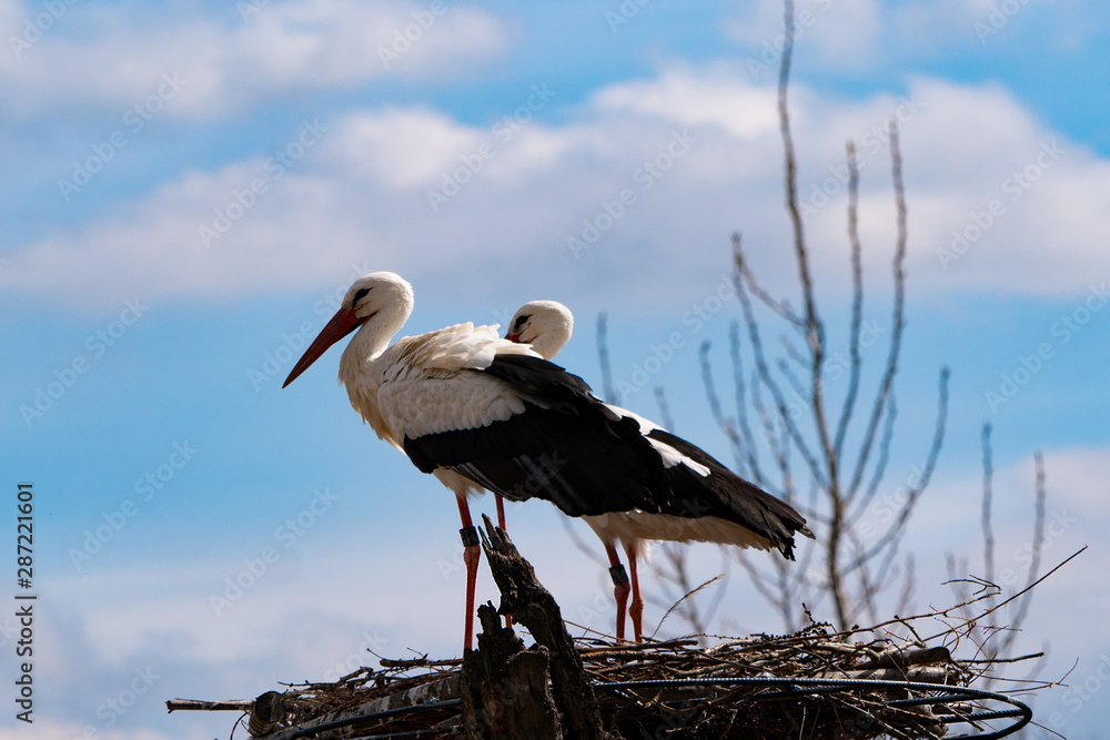 Fototapeta premium Vögel in der Natur