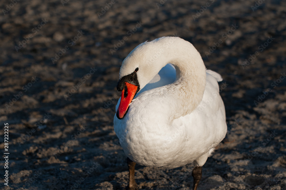 Fototapeta premium Vögel in der Natur
