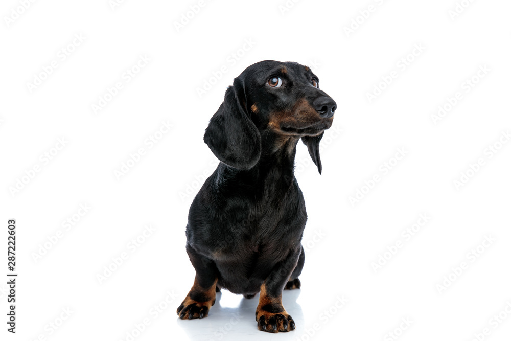 Teckel puppy dog with black fur looking ahead with humble