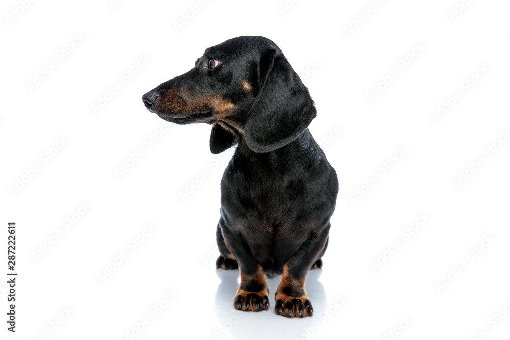 pretty Teckel puppy dog with black fur looking sideways pensively