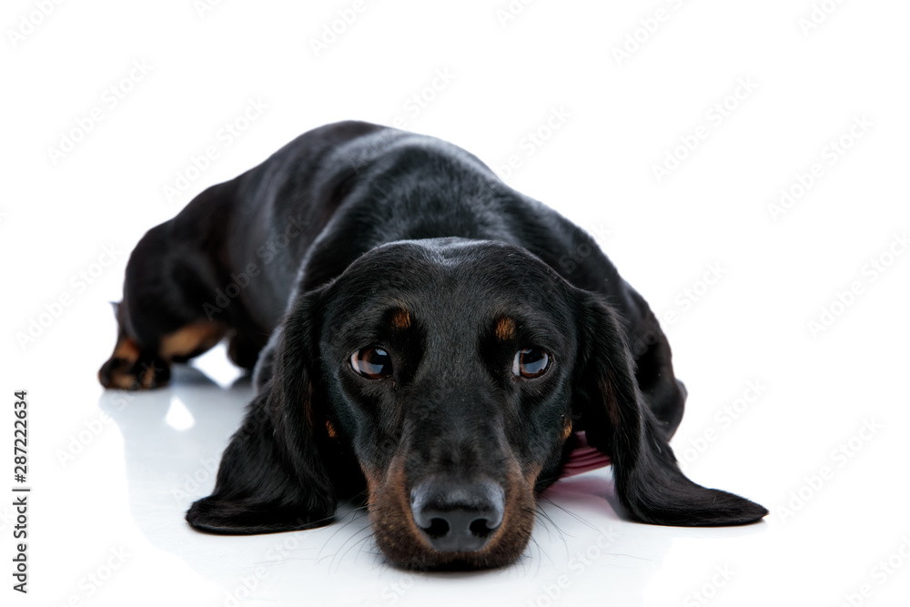 lying down Teckel dog with black fur looking away