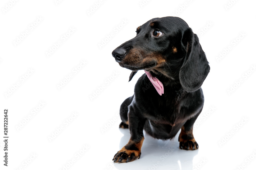 Teckel dog looking away with one paw forward Teckel dog looking away with one paw forward