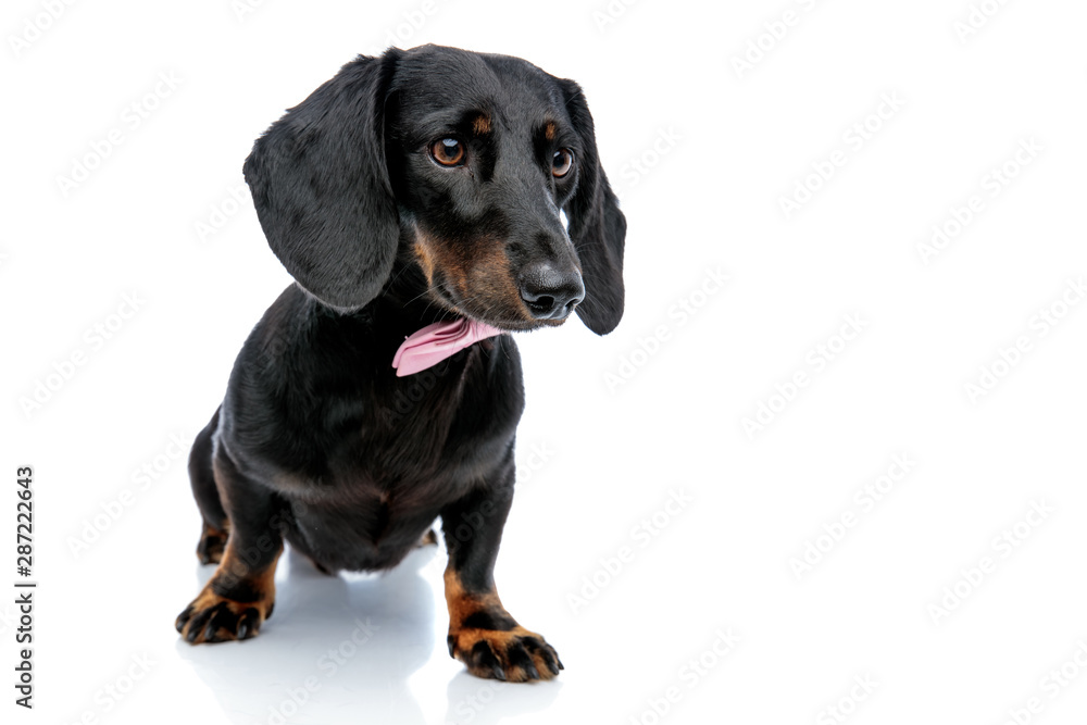 adorable Teckel dog with pink bow tie looking away