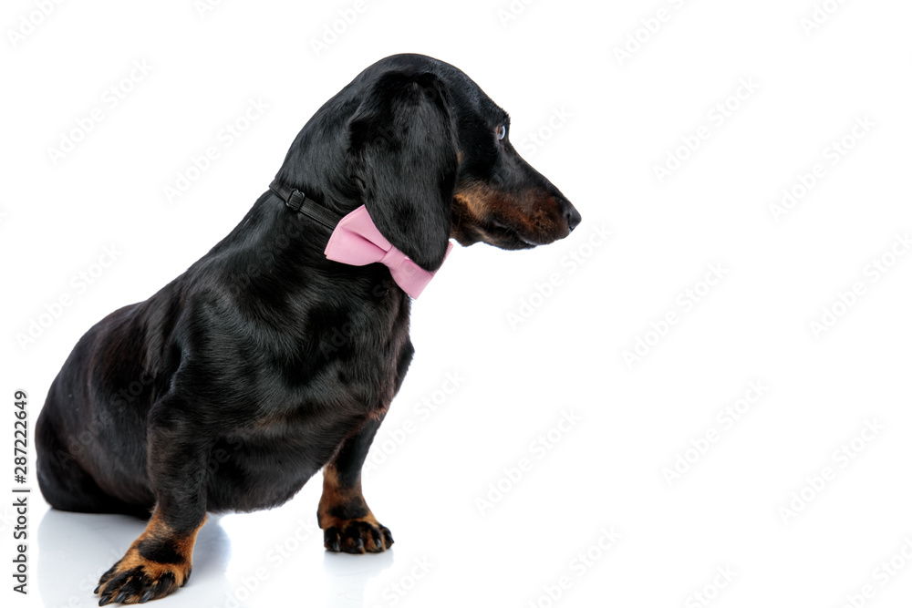 Teckel puppy dog with pink bow tie looking ahead