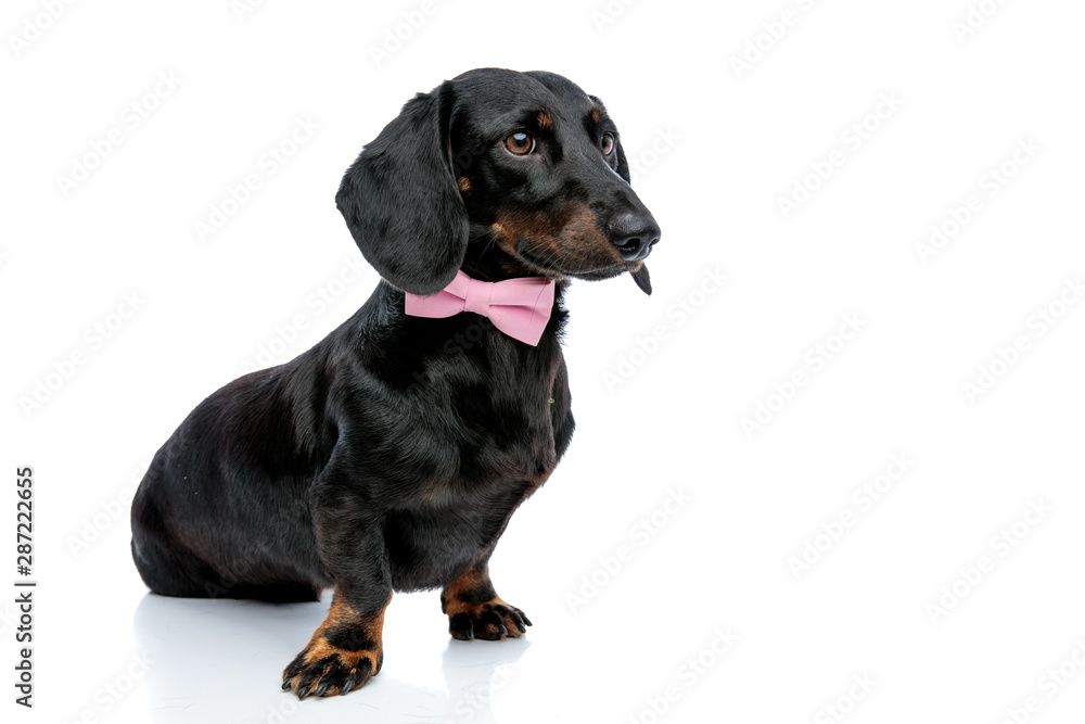 lovely Teckel dog with pink bow tie looking ahead