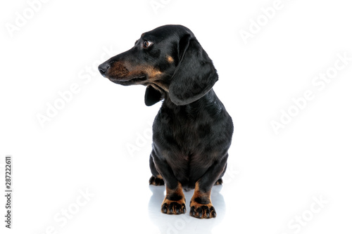 pretty Teckel puppy dog with black fur looking sideways pensively © Viorel Sima