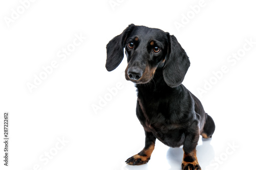 Fototapeta Naklejka Na Ścianę i Meble -  Teckel puppy dog with black fur looking ahead curiously