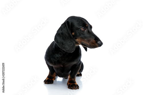 nice Teckel puppy dog with black fur looking away curiously