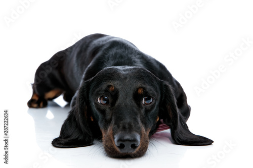 lying down Teckel dog with black fur looking away © Viorel Sima