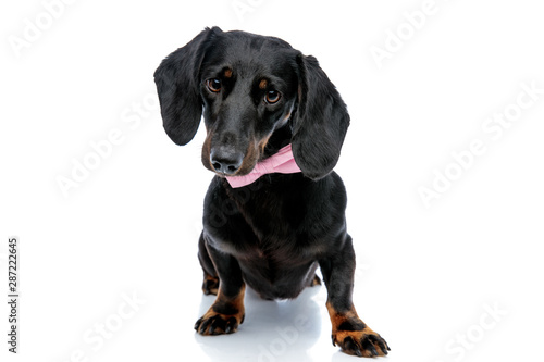 Teckel dog with pink bow tie looking ahead mystified © Viorel Sima