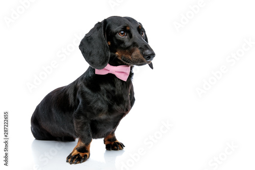 lovely Teckel dog with pink bow tie looking ahead © Viorel Sima
