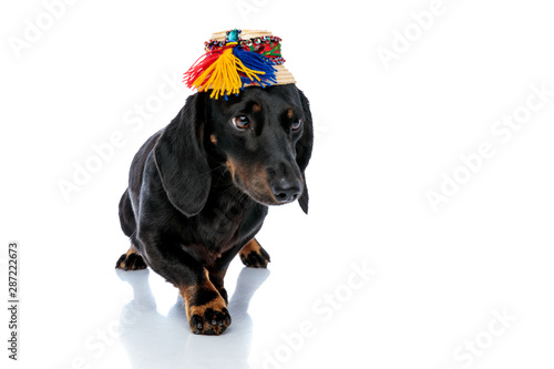 Teckel dog with traditional hat with one paw forward photo