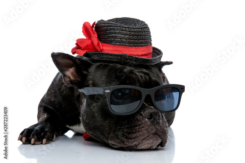 French bulldog with hat hiding eyes under sunglasses © Viorel Sima