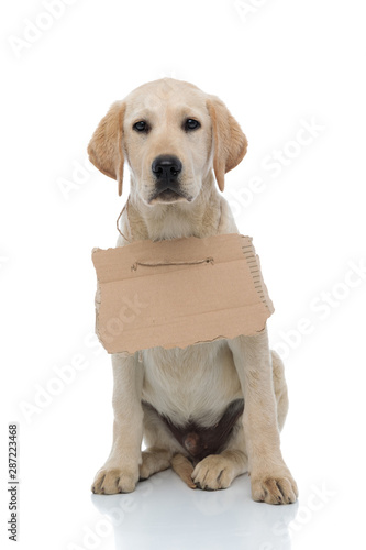 adorable labrador retriever puppy shows a sign at its neck © Viorel Sima