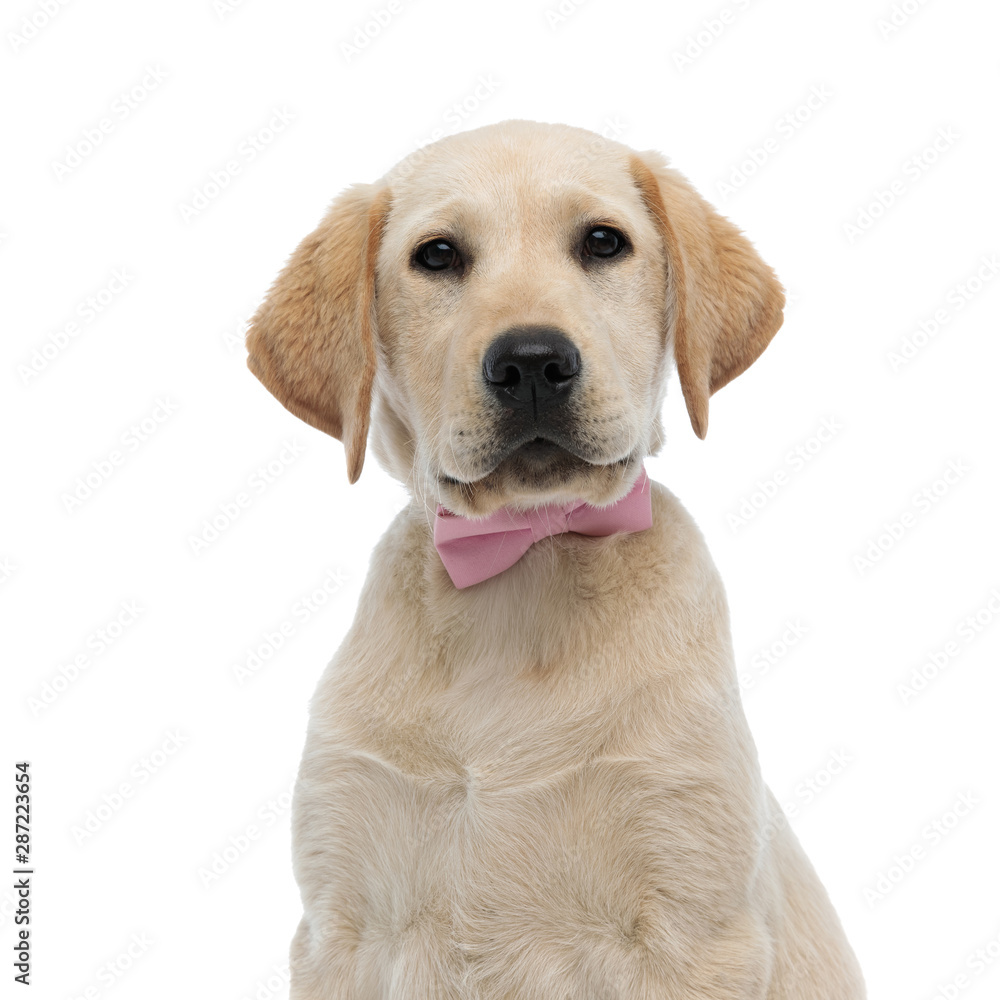 closeup of a cute labrador retriever puppy wearing pink bowtie