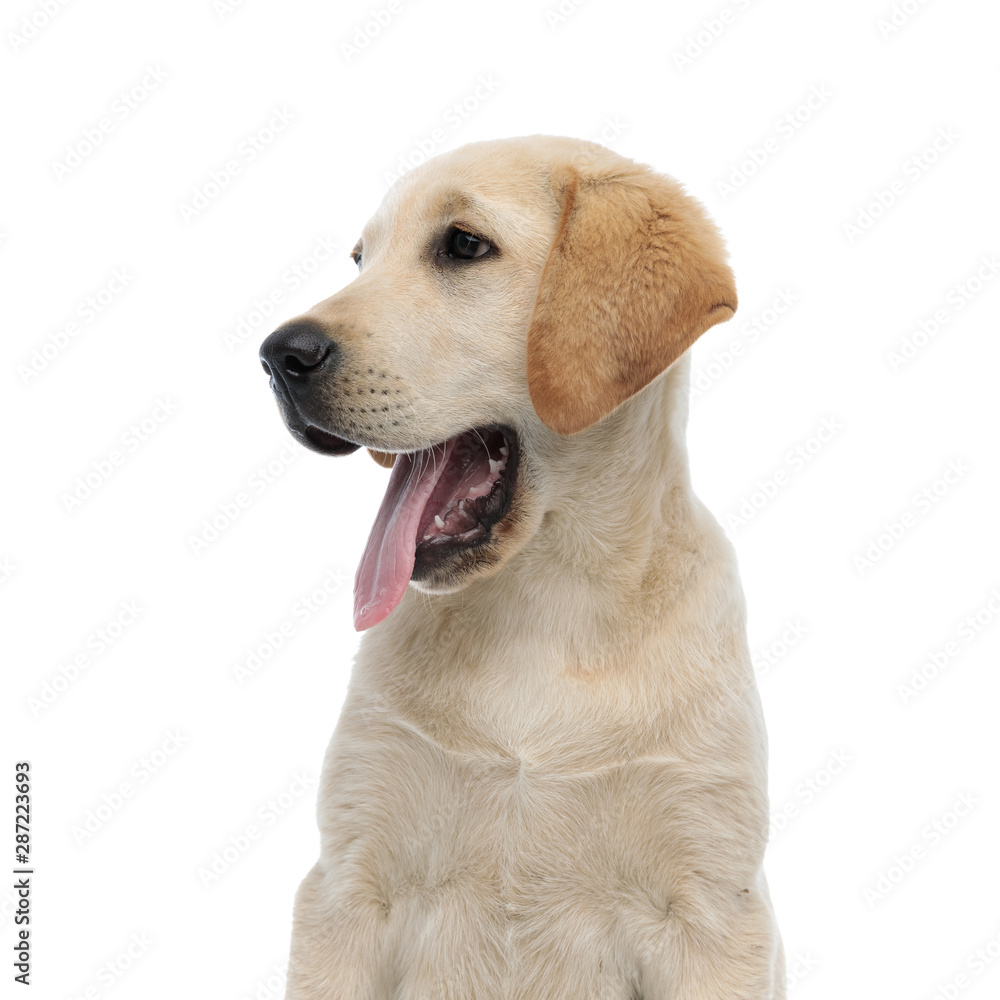 side view of a panting labrador retriever's head side view of a panting labrador retriever's head