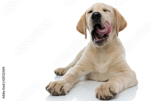 super pleased labrador retriever puppy dog licking its nose