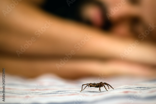 Brown spider indoors, walking close to a person while she sleeps. Danger, need for detection. arachnophobia concept.