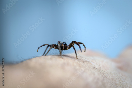 Brown spider walking on human skin, spider bite. Arachnophobia concept.