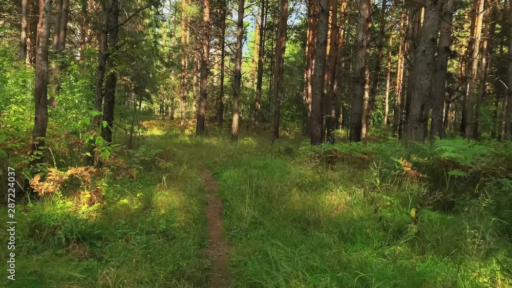 Walking in a pine green forest on a sunny day. The sun's rays pass through trees. Magical forest Walking in a pine green forest on a sunny day. The sun's rays pass through trees. Magical forest