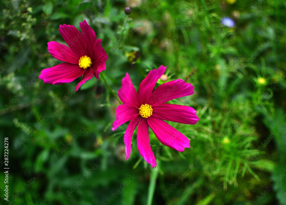 Obraz premium Zwei rosa Blumen