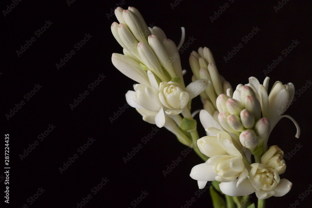 Beautiful flowers - Tuberose or agave amica (Polianthes tuberosa)