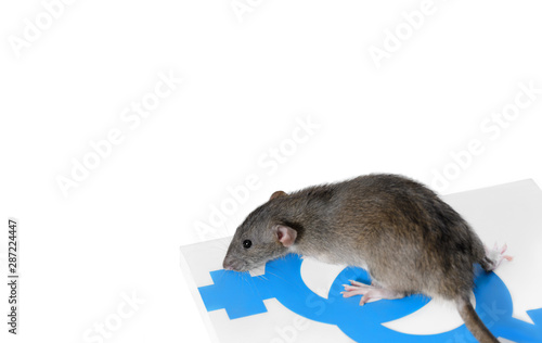 A domestic rat on a book. A book about men and women, yin yang. White background, isolate